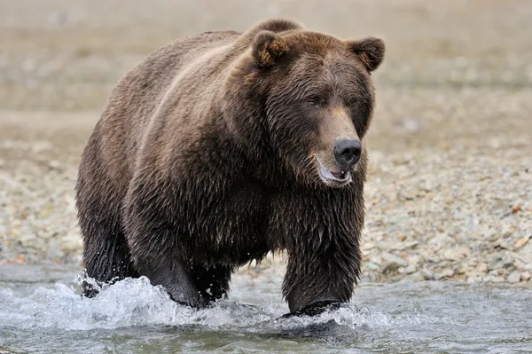 Medvěd grizzly — Stock fotografie