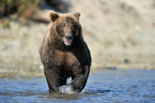 Niedźwiedź Grizzly — Zdjęcie stockowe