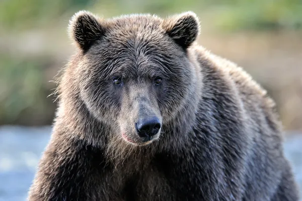 Urso-pardo — Fotografia de Stock