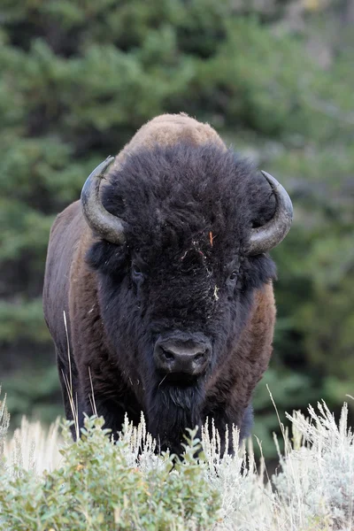 Buffalo — Stock Photo, Image