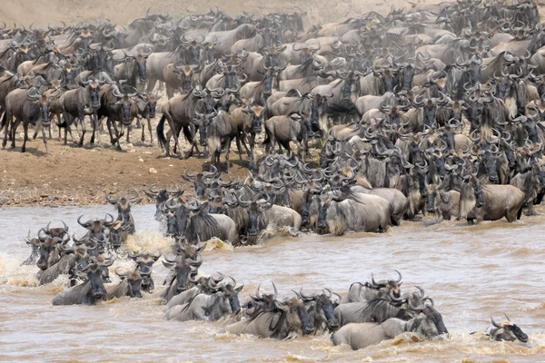 Wildebeest — Stock Photo, Image