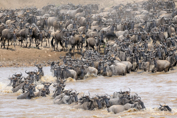 Wildebeest