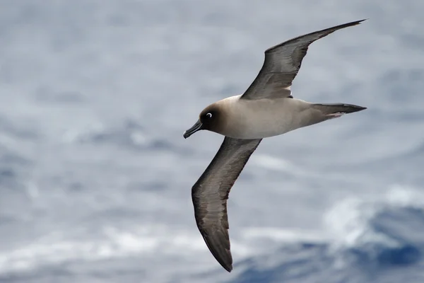 Albatros — Stockfoto