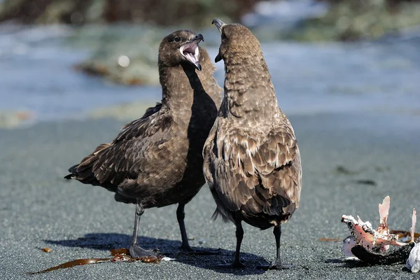 Великий skua — стокове фото