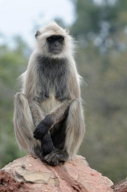 Langur