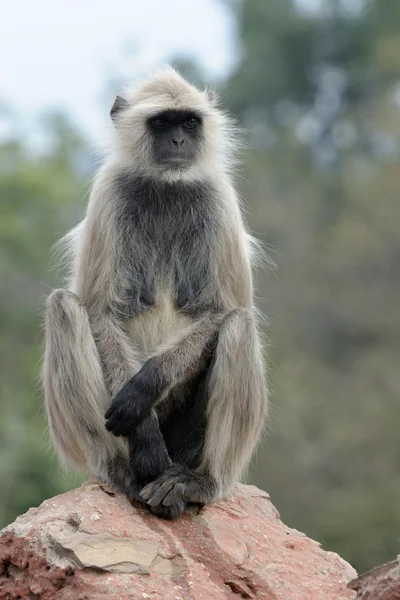 Langur — Stok fotoğraf