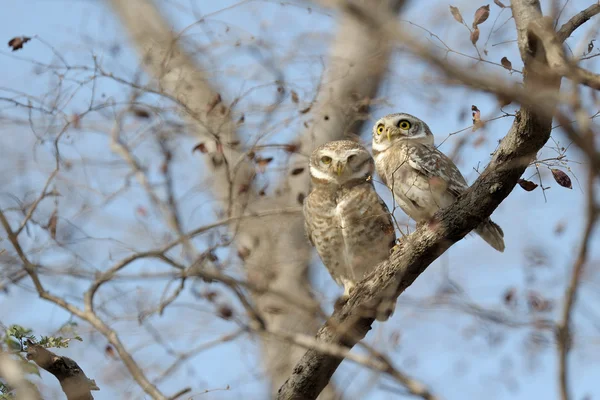 Spotted Owl — Stock Photo, Image