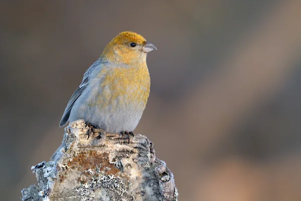 Grosbeak. —  Fotos de Stock