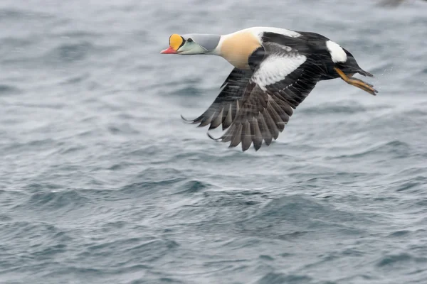 Eider à tête grise — Photo