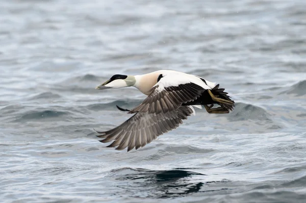 Wspólne eider — Zdjęcie stockowe