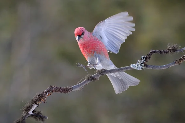 Grosbeak — Stock Photo, Image