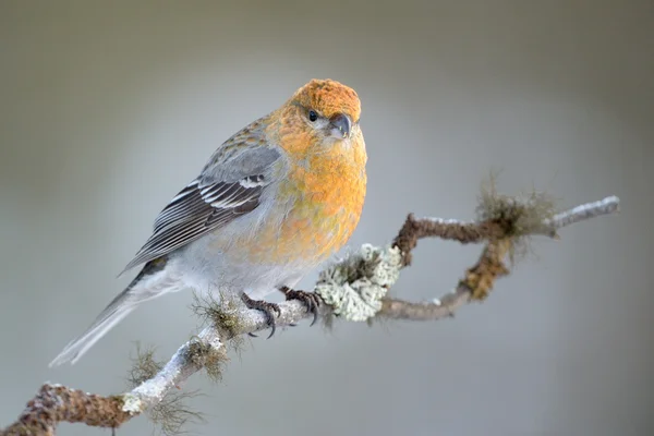 Grosbeak. —  Fotos de Stock