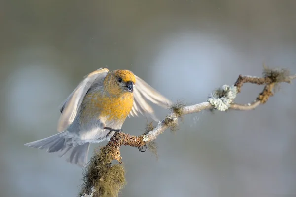 Bladsnavel — Stockfoto