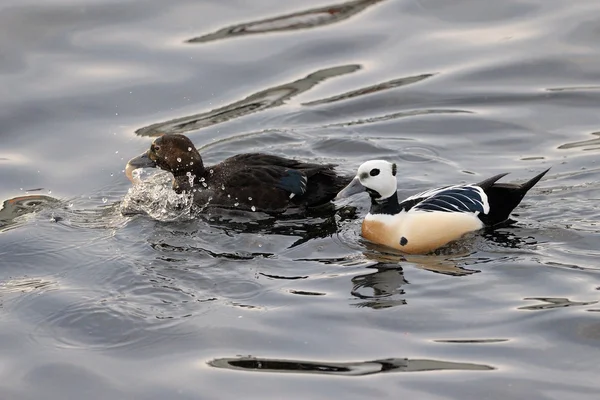 Steller 's Eider — стоковое фото