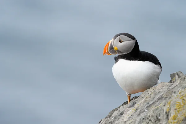 Atlantic Puffin — Stock Photo, Image