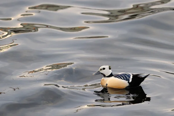 Eider Steller — Stok Foto