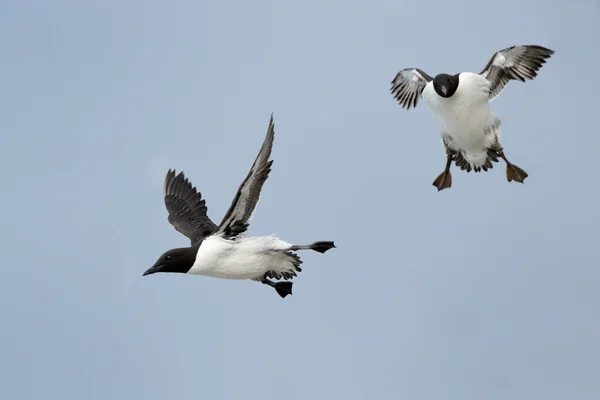 Trottellumme — Stockfoto