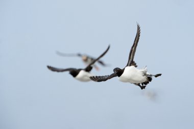 Guillemot