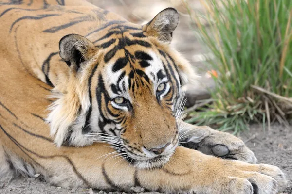 Bengal Tiger — Stock Photo, Image