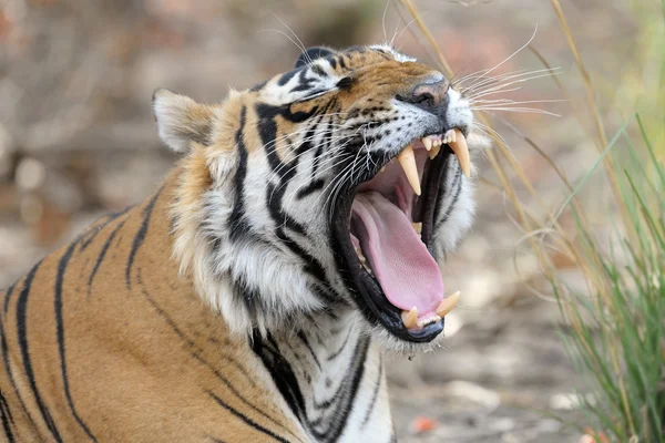 Tigre del Bengala — Foto Stock