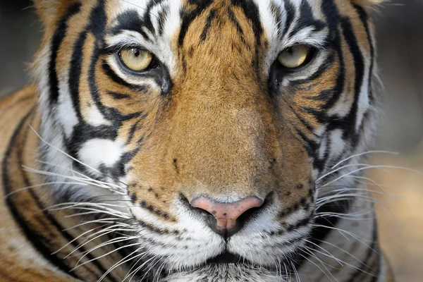 Tigre del Bengala — Foto Stock