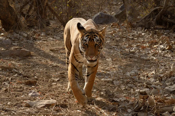 Tigre del Bengala — Foto Stock