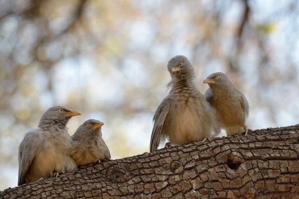 Babbler — Stock Photo, Image