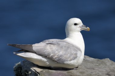Kuzey fulmar
