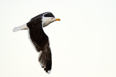Black-backed Gull clipart