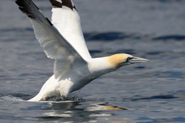 Kuzey gannet