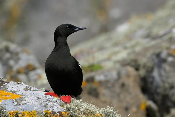 Zwarte guillemot — Stockfoto