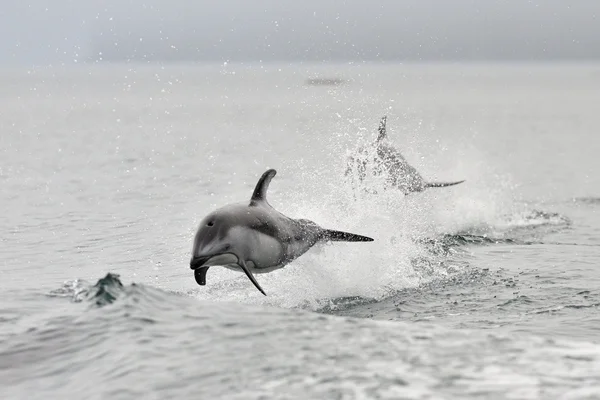 Pacific vit dubbelsidig dolphin — Stockfoto