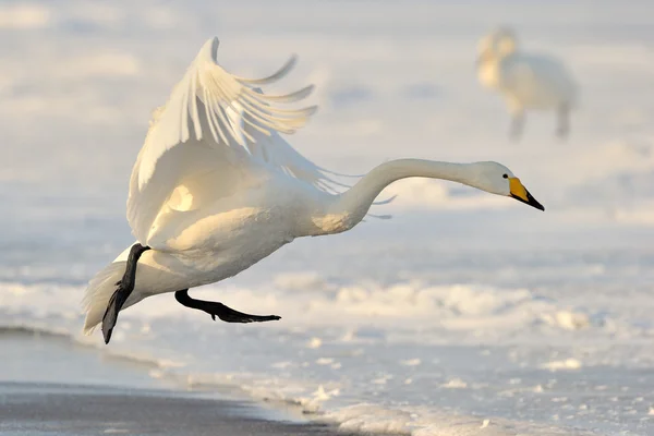 Cygne siffleur — Photo