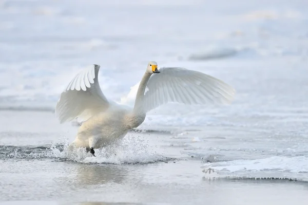 Wilde zwaan — Stockfoto