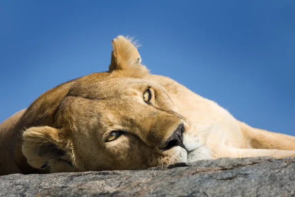 Löwe — Stockfoto