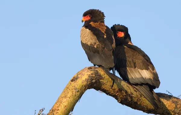 Bateleur — Stock Photo, Image