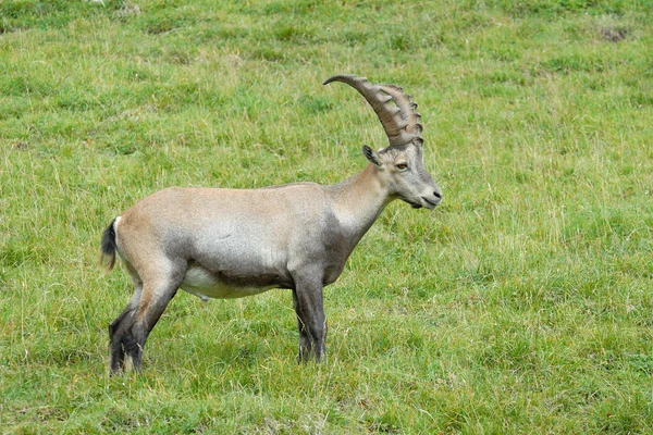 Ibex alpejski — Zdjęcie stockowe