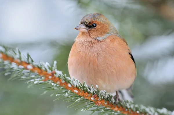 Caffinch — Stock Photo, Image