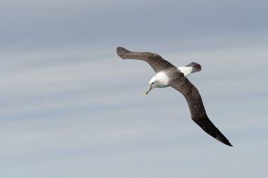 Albatros uçuş