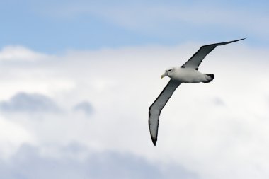 Albatross clipart