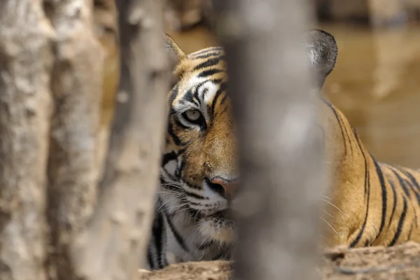 Tigre de Bengala — Foto de Stock