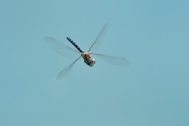 Dragon Fly