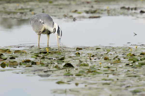 Garza gris — Foto de Stock