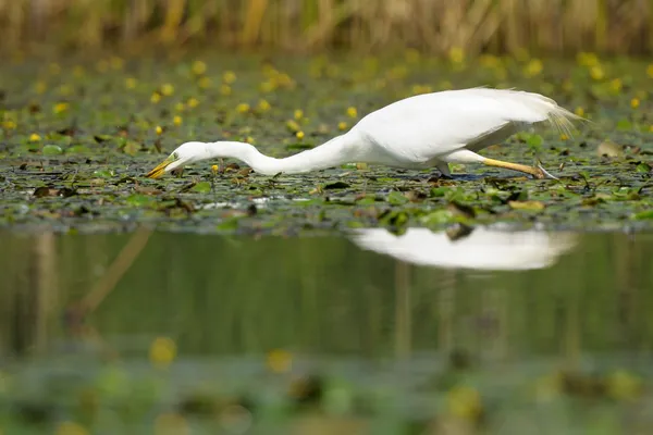 Grande Egret Branco — Fotografia de Stock