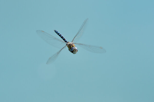 Dragon fly