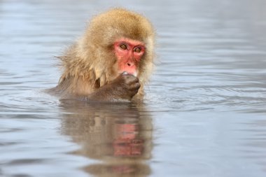 Japanese Macaque clipart