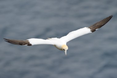 Gannet uçuş