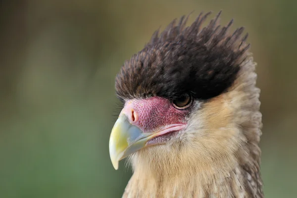 Crested Caracara — Stockfoto