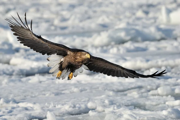 Águila de cola blanca — Foto de Stock