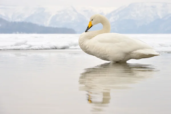 Wilde zwaan — Stockfoto